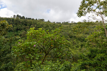 Fototapeta na wymiar View over the treetops with cloudy skies in the rainforest of Costa Rica