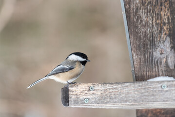 Obraz na płótnie Canvas Black capped chickadee at a feeders in winter in the Cap-Tourmente National Wildlife Area situated on the Beaupre cost at Saint-Joachim (Quebec, Canada)