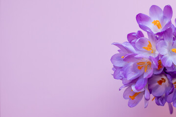 bunch of first spring flowers crocuses or saffron on a pink background. view from above. place for text