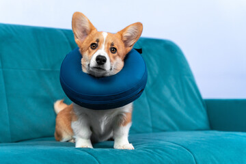 Welsh corgi Pembroke or cardigan puppy with protective inflatable collar around its neck, or foam pillow inside casing. Sick dog obediently sits on couch. Equipment for rehabilitation after surgery