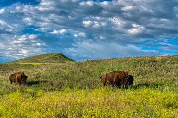 Bison in Custer State Park