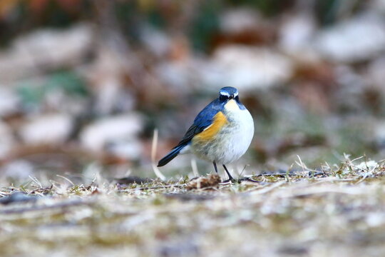 綺麗な鳥 Images Browse 106 Stock Photos Vectors And Video Adobe Stock