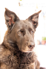 old german shepherd dog