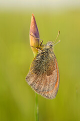 Butterfly on a flower 2  Macro - Spring