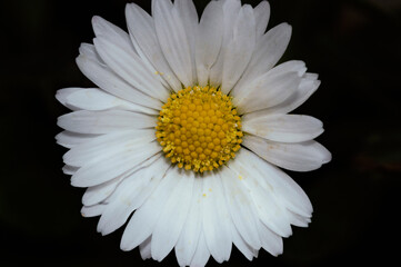 Common daisy - Lawn daisy - English daisy - Macro - Bellis perennis