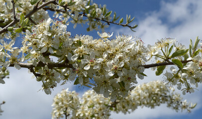 Blossoming tree - Spring 2