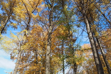 Yellow trees in autumn against a blue sky. Autumn forest.