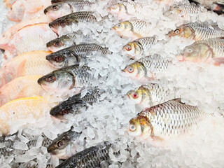 Fresh Silver barb fish for sale in the market seafood restaurant, raw carp fish on ice