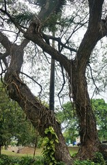 Fototapeta na wymiar Tree in Jamaica 