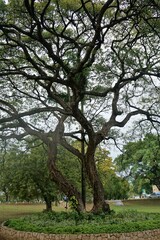 Trees in park on Montego bay 
