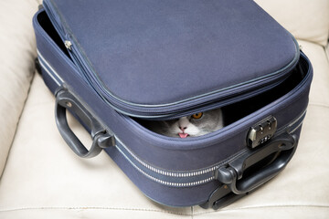 a cute british shorthair cat hiding in a luggage and sticking out the tongue and winking