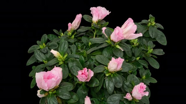 Rhododendron flower timelapse