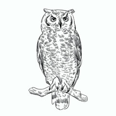Vintage hand drawn sketch owl