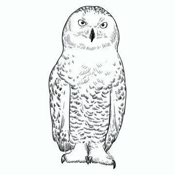 Vintage hand drawn sketch owl