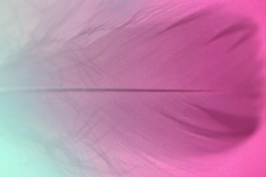 Feather macro background in pink colors . Multicolored blurred background with feathers.Beautiful nature background © Yuliya