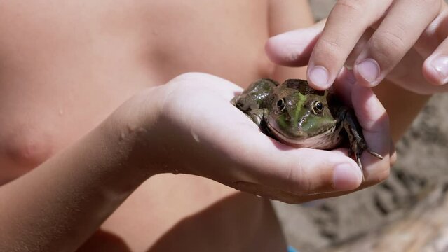Child Fingers Stroke a Green Frog in Hand, in Beam Sunlight on Beach. Caught River common frog sits in the palm with bulging eyes, breathes often. Boy playing with a slippery reptile. Summertime. 4K.