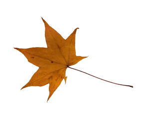 Autumn golden maple leaf, herbarium. Close-up shot. Autumn seasonal decor. Falling leaves banner template. Bright leaf of a forest tree. Flat lay of orange and green foliage. Isolated on white 