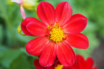 Macro photography. Macrophography of a beautiful red flower isolated.