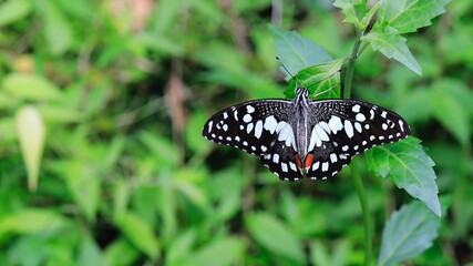 Butterfly on Leaf 