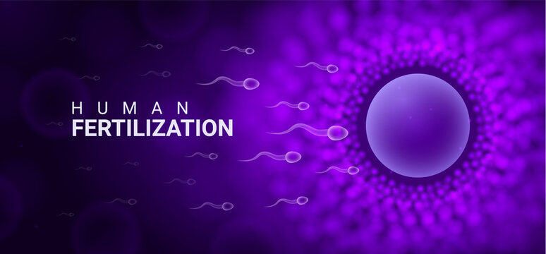 Human Fertility Egg Sperm Reproductive Background. Human Egg Cell Ovule Animal Ivf Banner