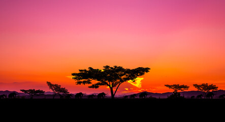 Fototapeta na wymiar Amazing colorful sunset landscape with fantastic colors in the sky. Beauty world natural outdoors travel background.with elephants