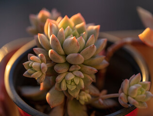 Succulent plants on a terrace in Bogota Colombia