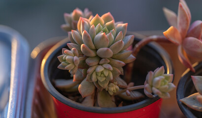 Succulent plants on a terrace in Bogota Colombia
