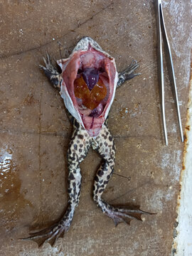 Dissected frog. The internal structure of the marsh frog. Biology and Biomedicine.