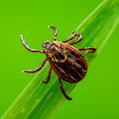 Encephalitis Tick Insect Crawling on Grass. Encephalitis Virus or Lyme Borreliosis Disease Infectious Dermacentor Tick Arachnid Parasite Macro.