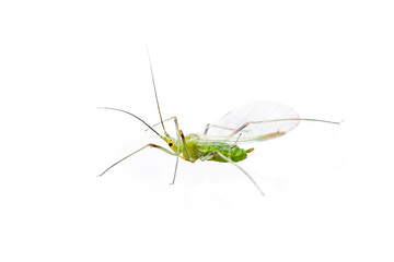 Green Fly or Aphid Parasite Pest Insect Isolated on White Background