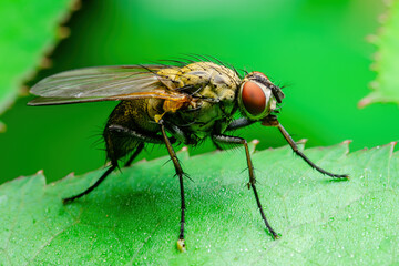Exotic Drosophila Fly Diptera Parasite Insect Macro