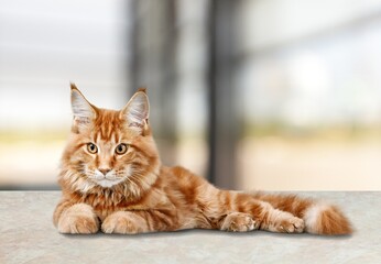 Fototapeta premium Cute domestic young kittens on a desk