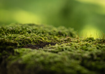 close-up of some moss, with very blurry background.