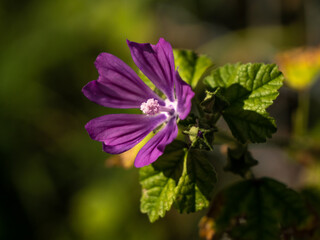 A Malva Sylvestris flower in a close up view with pollen clearly visible