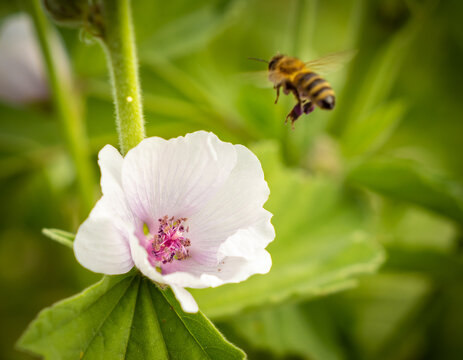A bee approaching a flower in search for food