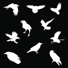 10 raven and crow bird silhouette set. vector isolated on black background.