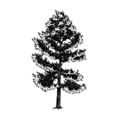 pine tree hand drawing vector illustration isolated on white background