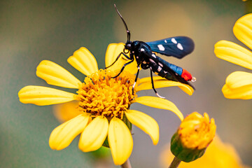 Polka-Dot Wasp Moth
