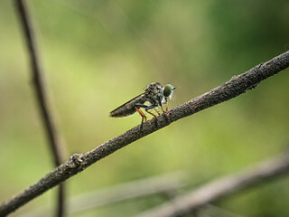 dragonfly on a branch