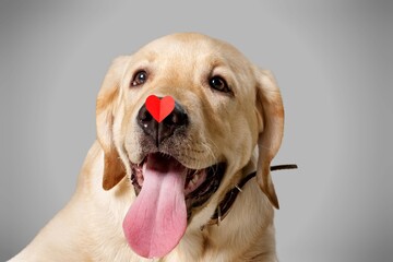 St. Valentine's Day concept. Funny portrait cute puppy dog holding red heart