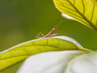 grasshopper on a leaf