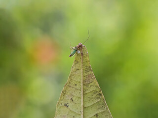 butterfly on leaf