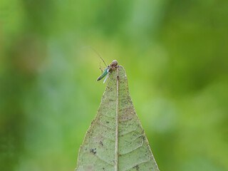 ant on leaf