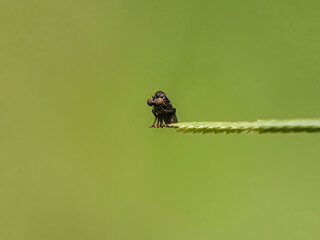 spider on a leaf