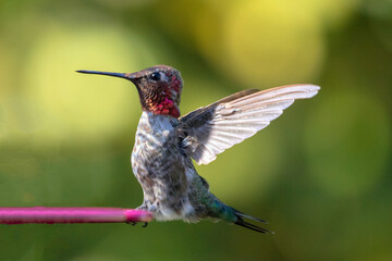 Fototapeta na wymiar Small hummingbird with outstretched wings in Oxnard California United States