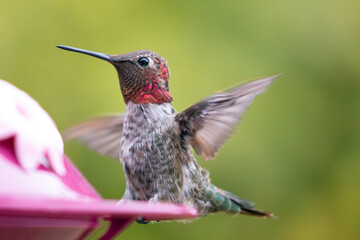Fototapeta na wymiar Small ruby throated hummingbird in Port Hueneme California United States