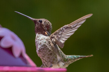 Ruby throated hummingbird in Malibu California United States