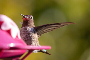 Ruby throated Hummingbird in Ojai California United States