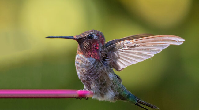 Little ruby throated hummingbird with outstretched wings  in Ventura California United States