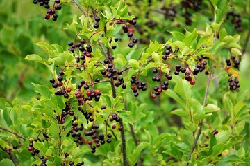 red berries on bush